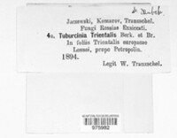 Tuburcinia trientalis image